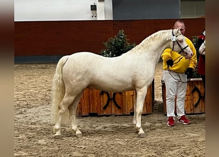 Welsh-C, Étalon, 4 Ans, 130 cm, Cremello