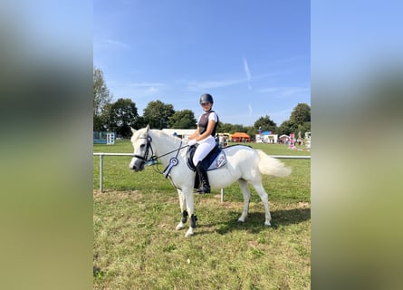 Welsh-C, Giumenta, 16 Anni, 134 cm, Grigio