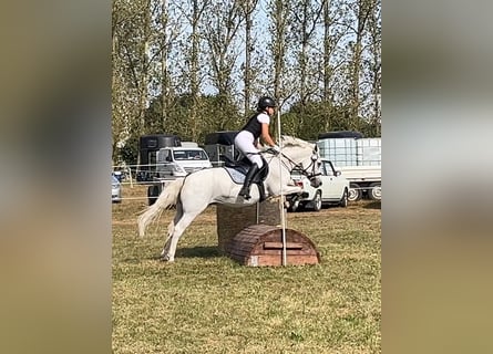 Welsh-C, Giumenta, 17 Anni, 134 cm, Grigio