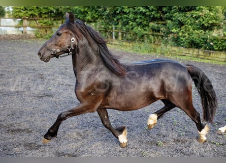 Welsh-C, Giumenta, 2 Anni, 139 cm, Morello
