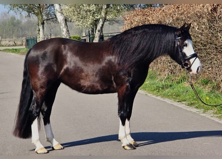 Welsh-C, Giumenta, 5 Anni, 146 cm, Morello