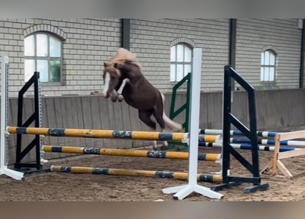 Welsh-C, Hengst, 3 Jaar, 112 cm, Vos