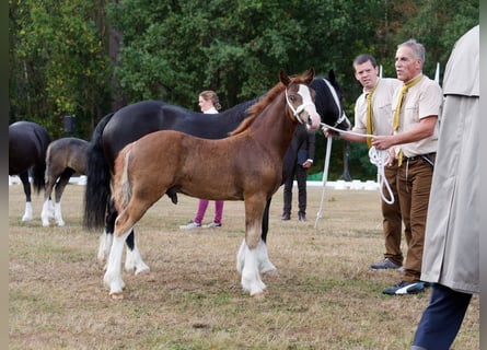 Welsh-C, Hengst, Fohlen (05/2026), 136 cm, Dunkelfuchs