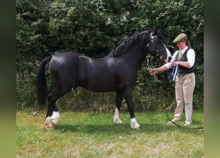 Welsh-C, Hengst, 8 Jahre, 135 cm, Rappe