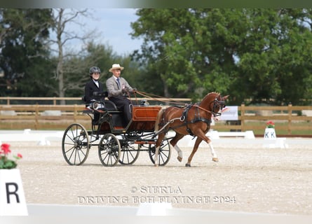 Welsh-C, Hongre, 12 Ans, 132 cm, Alezan