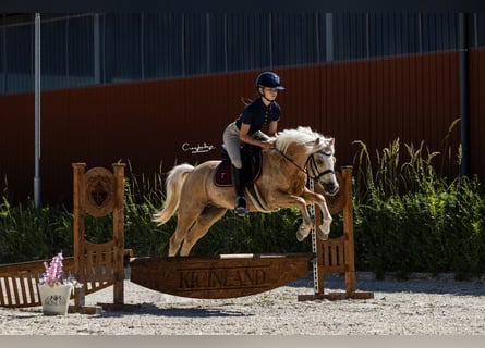 Welsh-C, Hongre, 5 Ans, 133 cm, Palomino
