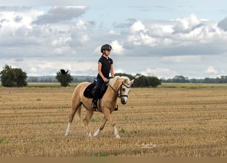 Welsh-C, Hongre, 5 Ans, 133 cm, Palomino