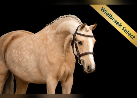 Welsh-C, Jument, 10 Ans, 136 cm, Palomino
