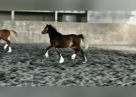 Welsh-C, Jument, 1 Année, 133 cm, Bai