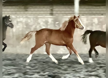 Welsh-C, Jument, 1 Année, 135 cm, Alezan