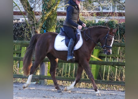 Welsh-C, Jument, 4 Ans, 145 cm, Alezan brûlé