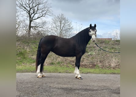 Welsh-C, Jument, 5 Ans, 144 cm, Noir