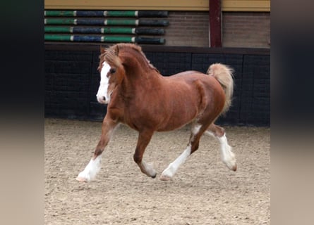 Welsh-C, Jument, 9 Ans, 130 cm, Alezan