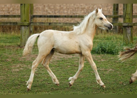 Welsh-C, Jument, Poulain (05/2024), 135 cm, Palomino