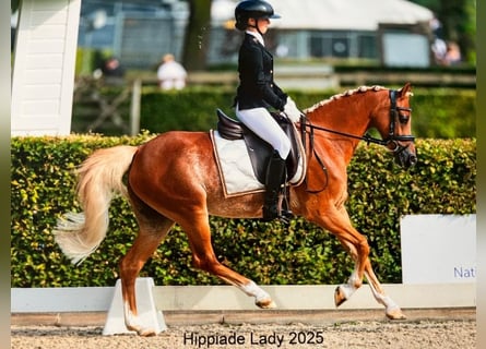 Welsh-C, Merrie, 13 Jaar, 132 cm