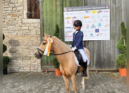 Welsh-C, Merrie, 16 Jaar, 130 cm, Palomino