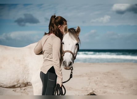 Welsh-C, Merrie, 16 Jaar, 135 cm, Schimmel
