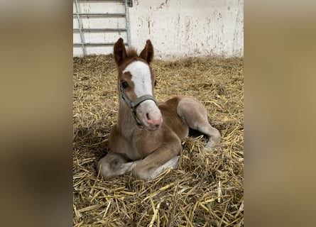 Welsh-C, Merrie, 1 Jaar, Vos