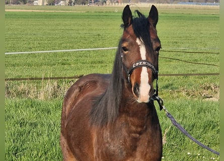 Welsh-C, Merrie, 2 Jaar, 130 cm, Donkerbruin