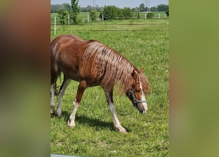 Welsh-C, Merrie, 2 Jaar, 132 cm, Vos