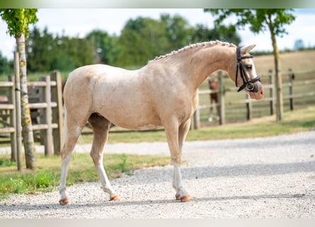 Welsh-C, Merrie, 4 Jaar, 127 cm, Palomino