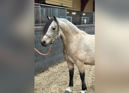 Welsh-C, Merrie, 4 Jaar, 130 cm, Falbe