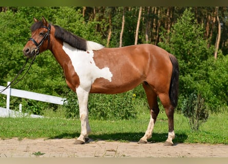 Welsh-C, Merrie, 5 Jaar, 132 cm, Gevlekt-paard