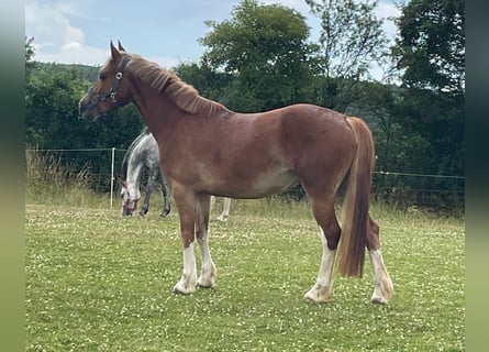 Welsh-C, Merrie, 5 Jaar, 134 cm, Vos