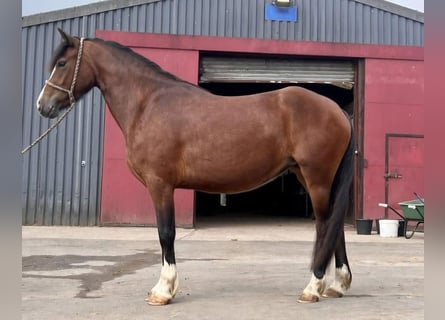 Welsh-C, Merrie, 5 Jaar, Roodbruin