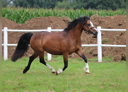 Welsh-C, Merrie, 7 Jaar, 130 cm, Donkerbruin