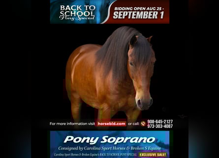 Welsh C (of Cob Type) Mix, Gelding, 13 years, Bay