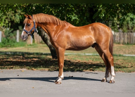 Welsh C (of Cob Type), Gelding, 16 years, 12,2 hh, Chestnut-Red