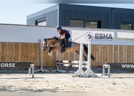 Welsh C (of Cob Type), Gelding, 4 years, 11,1 hh, Dun