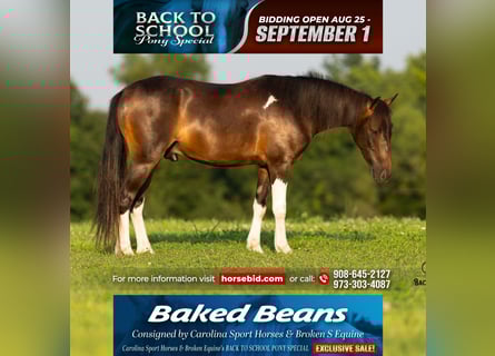 Welsh C (of Cob Type) Mix, Gelding, 4 years, 11,2 hh, Pinto