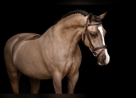 Welsh C (of Cob Type), Gelding, 4 years, 13.1 hh