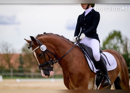Welsh C (of Cob Type), Gelding, 4 years, 15,2 hh, Bay