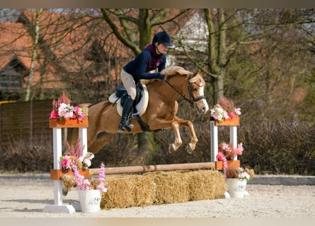 Welsh C (of Cob Type), Gelding, 5 years, 13.1 hh, Chestnut-Red