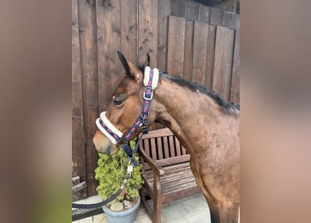 Welsh C (of Cob Type), Gelding, 5 years, 13,1 hh