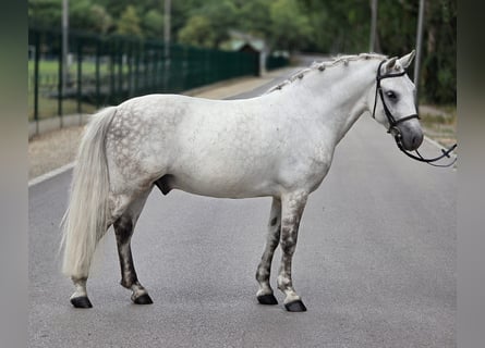 Welsh C (of Cob Type), Gelding, 7 years, 12.3 hh, Grey-Dapple