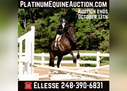 Welsh C (of Cob Type), Gelding, 8 years, 14.1 hh, Black