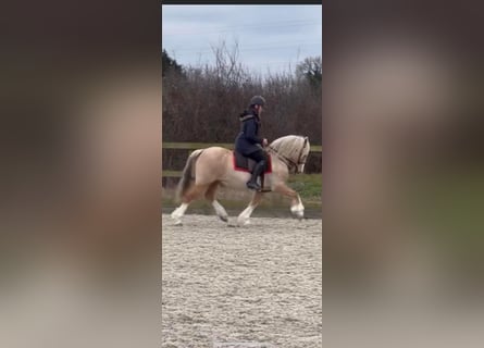 Welsh C (of Cob Type), Mare, 11 years, 13 hh, Palomino