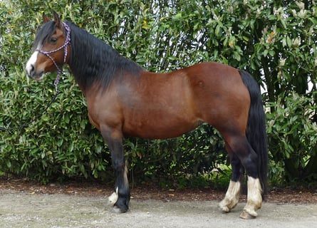 Welsh C (of Cob Type), Mare, 12 years, 13.2 hh, Brown