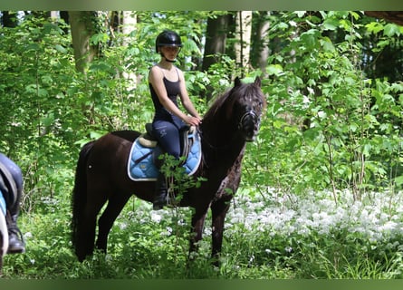 Welsh C (of Cob Type), Mare, 13 years, 13 hh, Brown