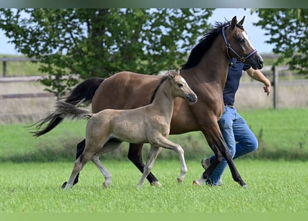 Welsh C (of Cob Type), Mare, 16 years, 13,1 hh, Brown