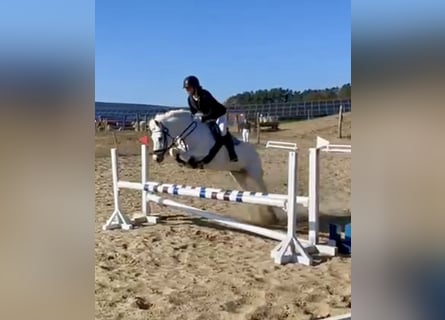 Welsh C (of Cob Type), Mare, 17 years, 13 hh, Gray
