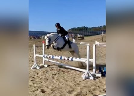 Welsh C (of Cob Type), Mare, 17 years, 13 hh