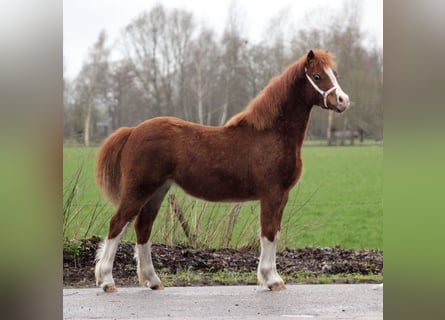 Welsh C (of Cob Type), Mare, 1 year, 12,2 hh