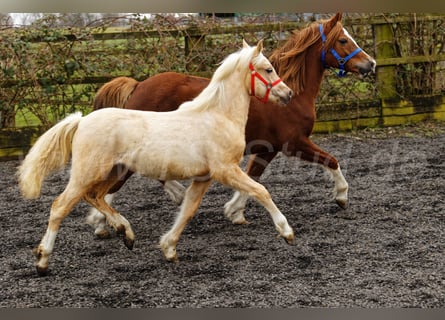 Welsh C (of Cob Type), Mare, 1 year, 13,1 hh, Palomino
