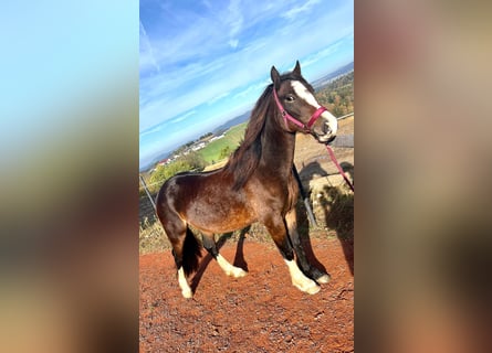 Welsh C (of Cob Type), Mare, 4 years, 13,1 hh, Brown