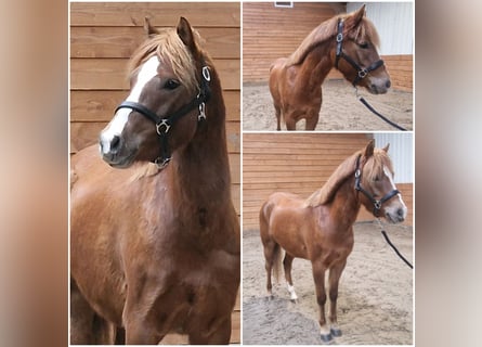 Welsh C (of Cob Type), Mare, 5 years, 13 hh, Chestnut-Red